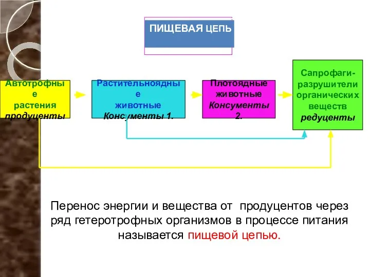 Автотрофные растения продуценты Растительноядные животные Консументы 1. Плотоядные животные Консументы 2.