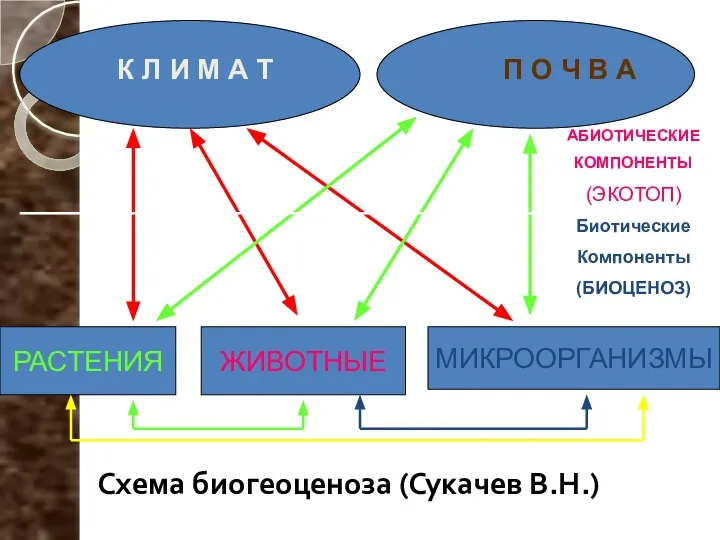 Схема биогеоценоза (Сукачев В.Н.) К Л И М А Т П