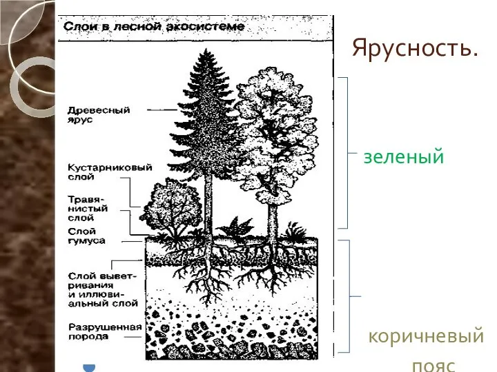 Ярусность. зеленый пояс коричневый пояс