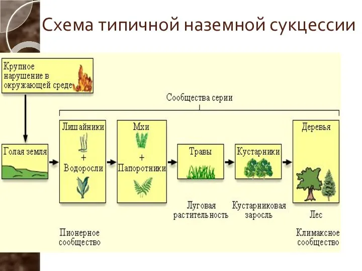 Схема типичной наземной сукцессии