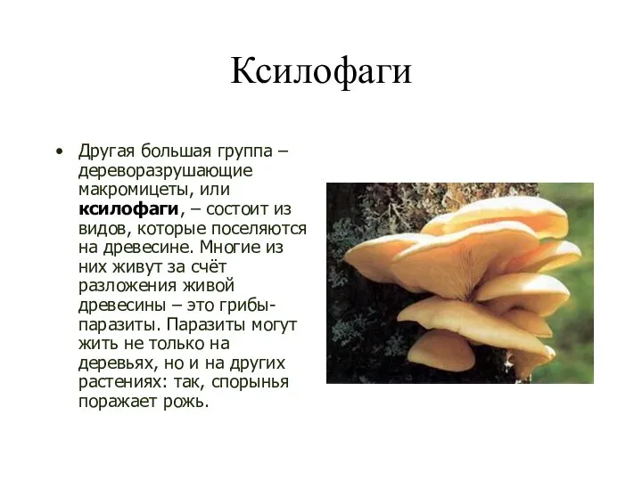 Ксилофаги Другая большая группа – дереворазрушающие макромицеты, или ксилофаги, – состоит