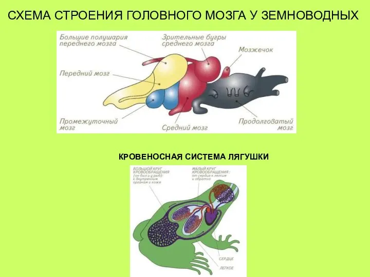 СХЕМА СТРОЕНИЯ ГОЛОВНОГО МОЗГА У ЗЕМНОВОДНЫХ КРОВЕНОСНАЯ СИСТЕМА ЛЯГУШКИ