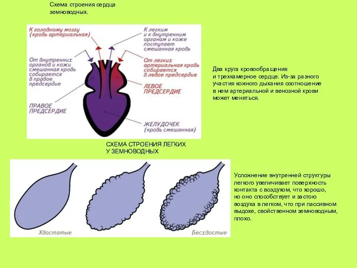 Схема строения сердца земноводных. Два круга кровообращения и трехкамерное сердце. Из-за