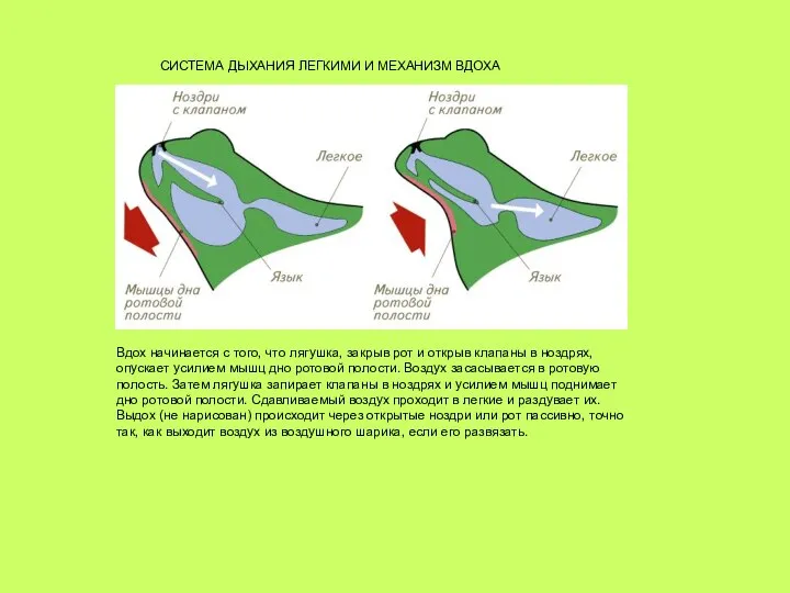 СИСТЕМА ДЫХАНИЯ ЛЕГКИМИ И МЕХАНИЗМ ВДОХА Вдох начинается с того, что