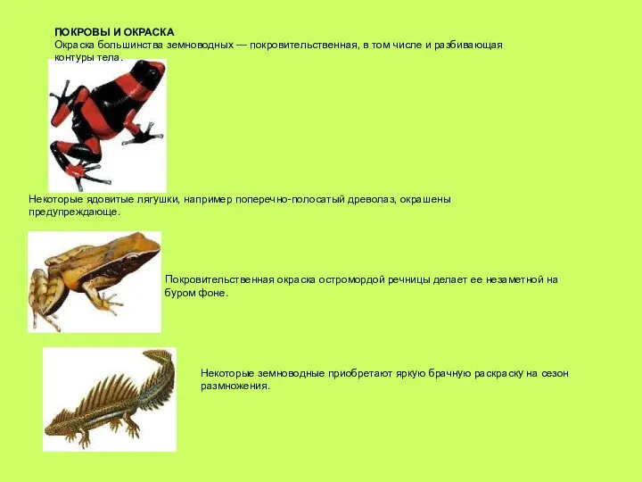 ПОКРОВЫ И ОКРАСКА Окраска большинства земноводных — покровительственная, в том числе