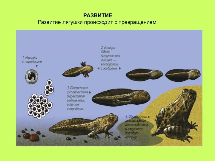 РАЗВИТИЕ Развитие лягушки происходит с превращением.