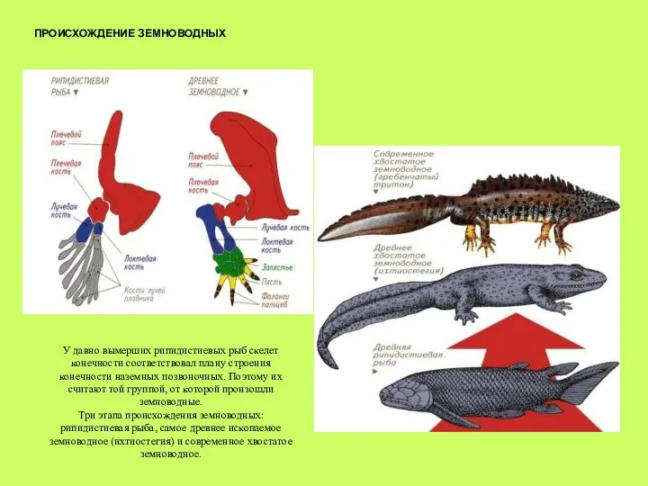 ПРОИСХОЖДЕНИЕ ЗЕМНОВОДНЫХ У давно вымерших рипидистиевых рыб скелет конечности соответствовал плану