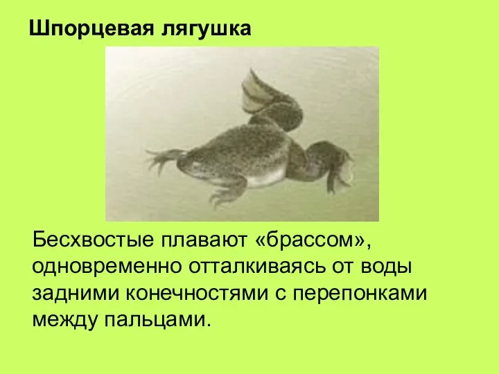 Шпорцевая лягушка Бесхвостые плавают «брассом», одновременно отталкиваясь от воды задними конечностями с перепонками между пальцами.
