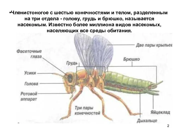 Членистоногое с шестью конечностями и телом, разделенным на три отдела -