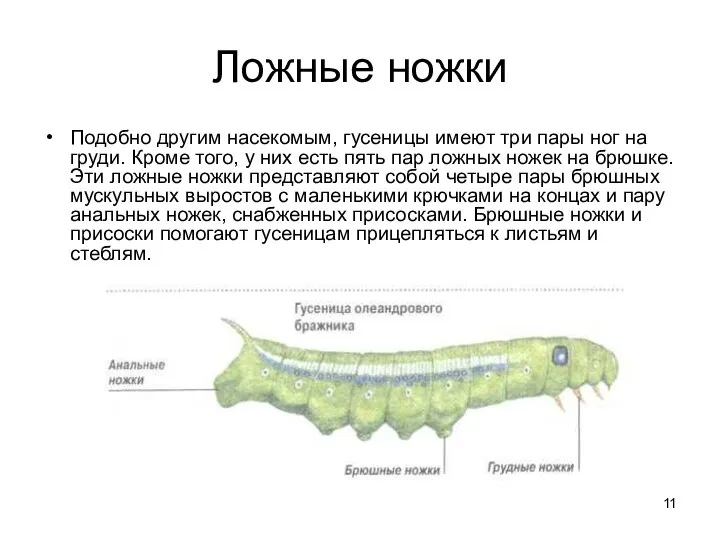 Ложные ножки Подобно другим насекомым, гусеницы имеют три пары ног на