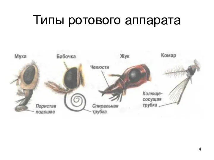 Типы ротового аппарата