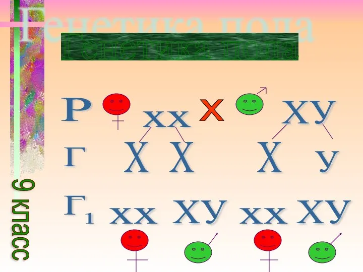 Генетика пола Р хх х ХУ Г Х Х Х У