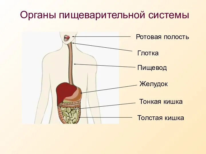 Органы пищеварительной системы Ротовая полость Пищевод Желудок Тонкая кишка Толстая кишка Глотка