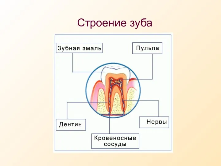 Строение зуба