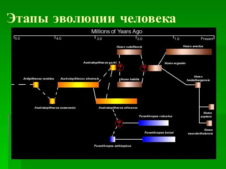 Этапы эволюции человека