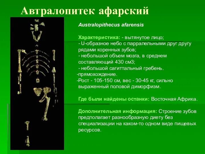 Автралопитек афарский Australopithecus afarensis Характеристика: - вытянутое лицо; - U-образное небо