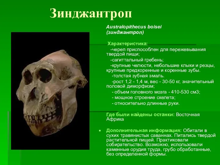 Зинджантроп Australopithecus boisei (зинджантроп) Характеристика: -череп приспособлен для пережевывания твердой пищи;
