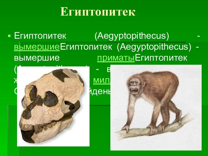 Египтопитек Египтопитек (Aegyptopithecus) - вымершиеЕгиптопитек (Aegyptopithecus) - вымершие приматыЕгиптопитек (Aegyptopithecus) -
