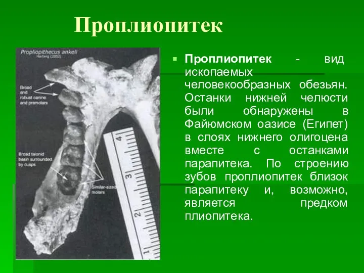 Проплиопитек Проплиопитек - вид ископаемых человекообразных обезьян. Останки нижней челюсти были