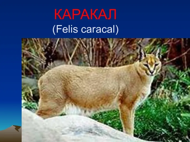 КАРАКАЛ (Felis caracal)