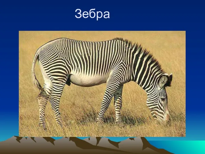 Зебра