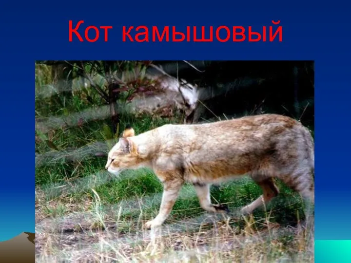 Кот камышовый