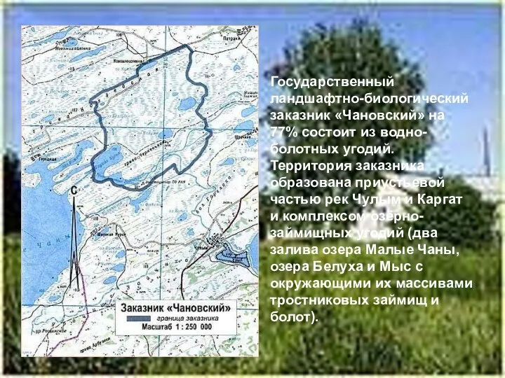 Государственный ландшафтно-биологический заказник «Чановский» на 77% состоит из водно-болотных угодий. Территория