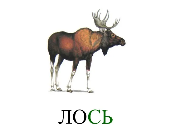 ЛОСЬ