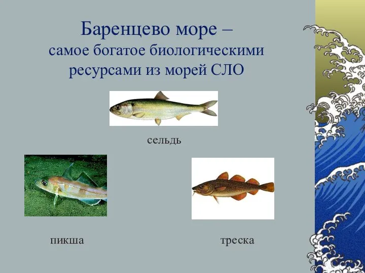 Баренцево море – самое богатое биологическими ресурсами из морей СЛО треска сельдь пикша