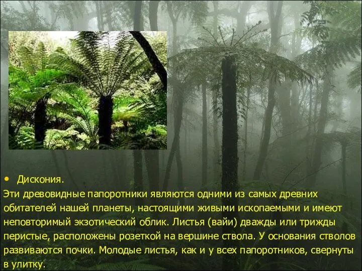 Дискония. Эти древовидные папоротники являются одними из самых древних обитателей нашей
