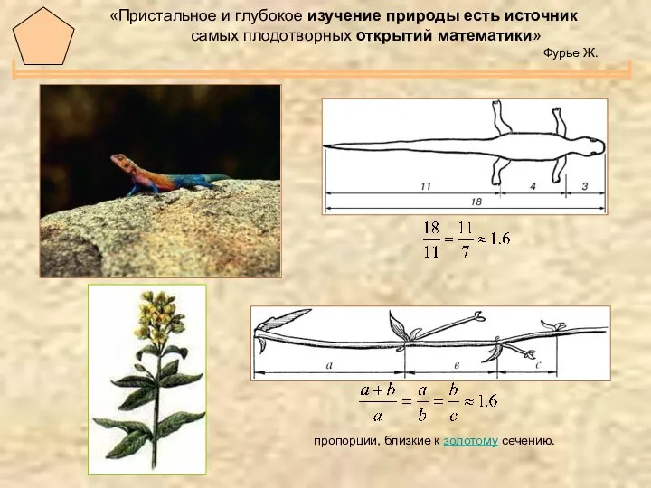 пропорции, близкие к золотому сечению. «Пристальное и глубокое изучение природы есть