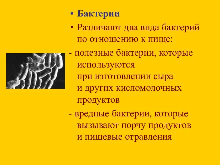 Бактерии Различают два вида бактерий по отношению к пище: - полезные