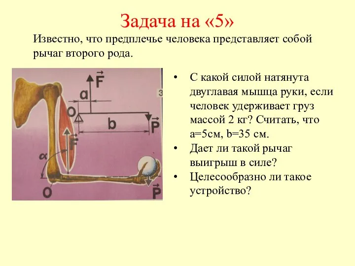 Задача на «5» С какой силой натянута двуглавая мышца руки, если