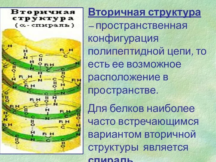 Вторичная структура – пространственная конфигурация полипептидной цепи, то есть ее возможное