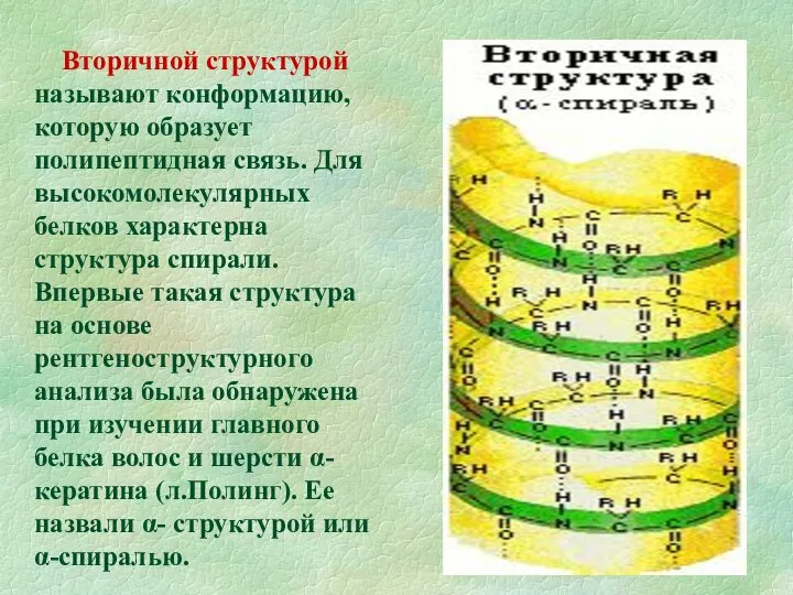 Вторичной структурой называют конформацию, которую образует полипептидная связь. Для высокомолекулярных белков