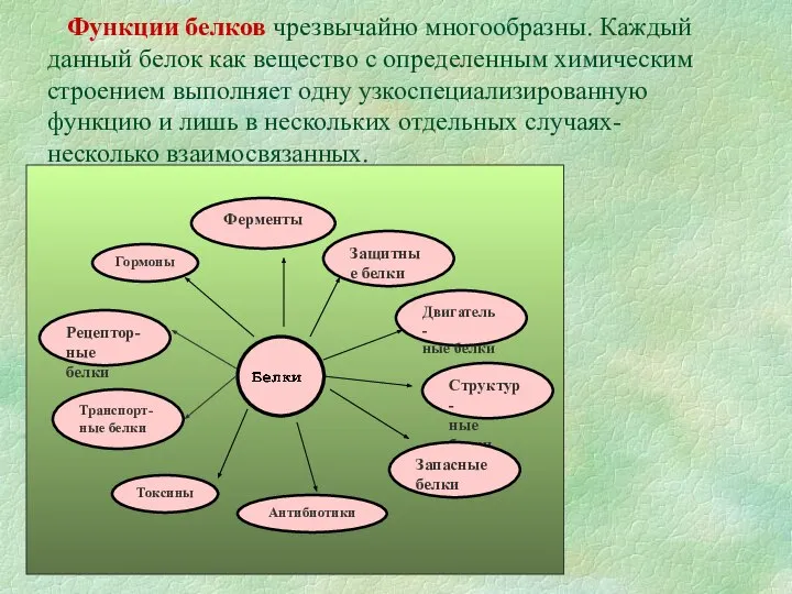 Функции белков чрезвычайно многообразны. Каждый данный белок как вещество с определенным