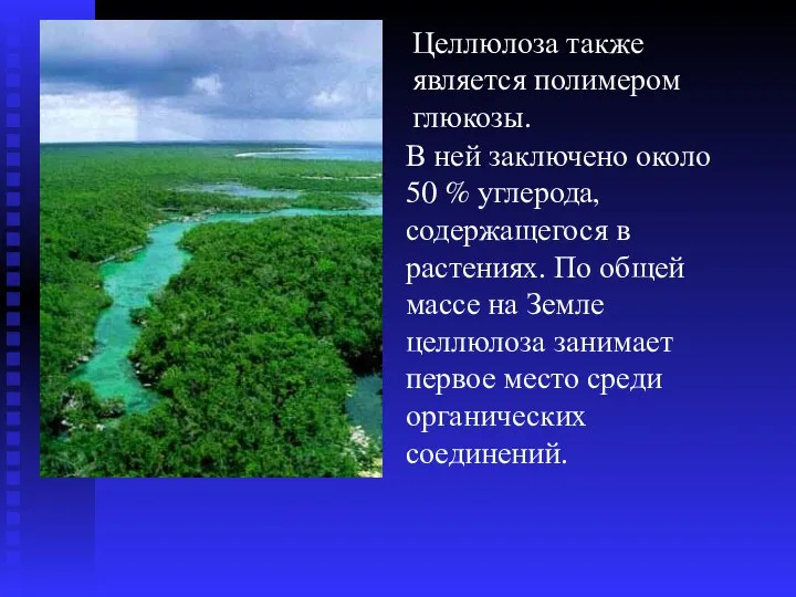 Целлюлоза также является полимером глюкозы. В ней заключено около 50 %