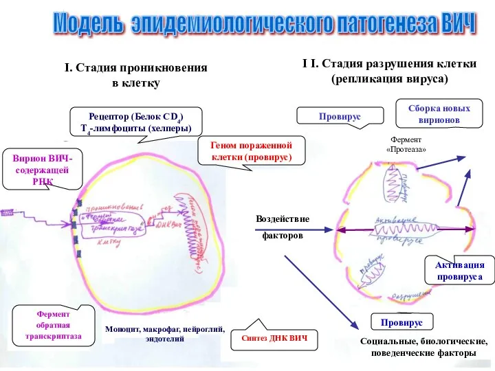 I I. Стадия разрушения клетки (репликация вируса) Модель эпидемиологического патогенеза ВИЧ