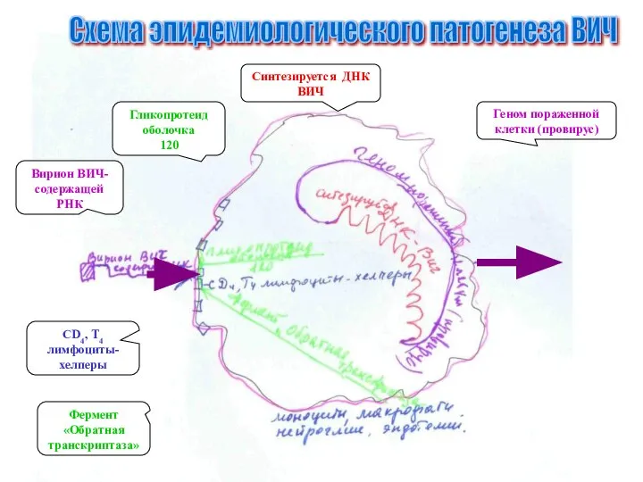 Схема эпидемиологического патогенеза ВИЧ Вирион ВИЧ-содержащей РНК Фермент «Обратная транскриптаза» Гликопротеид