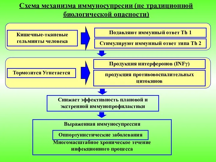 Схема механизма иммуносупресии (не традиционной биологической опасности) Кишечные-тканевые гельминты человека Подавляют