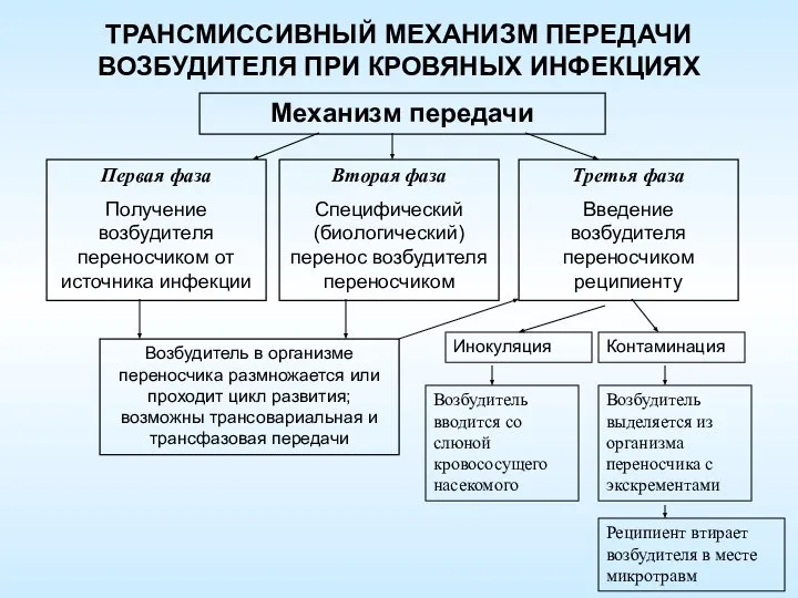 ТРАНСМИССИВНЫЙ МЕХАНИЗМ ПЕРЕДАЧИ ВОЗБУДИТЕЛЯ ПРИ КРОВЯНЫХ ИНФЕКЦИЯХ Механизм передачи Первая фаза