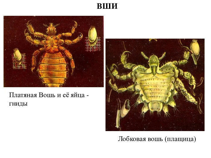 ВШИ Платяная Вошь и её яйца - гниды Лобковая вошь (плащица)