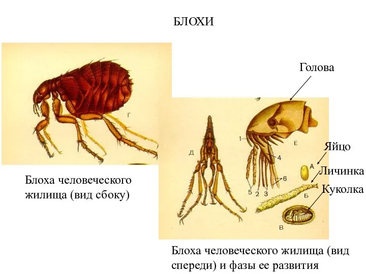 БЛОХИ Блоха человеческого жилища (вид сбоку) Блоха человеческого жилища (вид спереди)