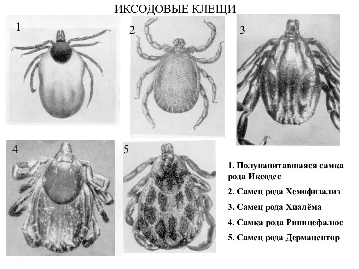 ИКСОДОВЫЕ КЛЕЩИ 1. Полунапитавшаяся самка рода Иксодес 2. Самец рода Хемофизализ