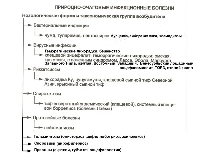 , бурцелез, сибирская язва, хламидиозы Геморагические лихорадки, бешенство Западного Нила, желтая,