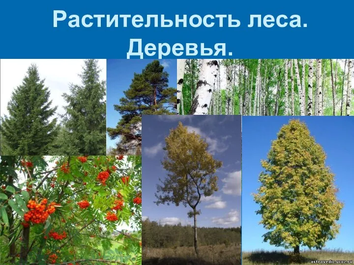 Растительность леса. Деревья.