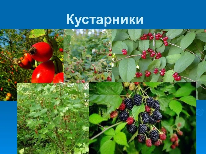 Кустарники