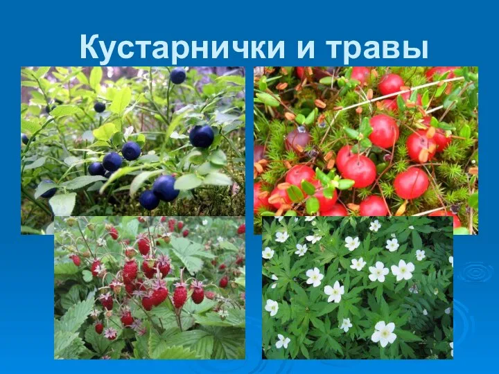 Кустарнички и травы