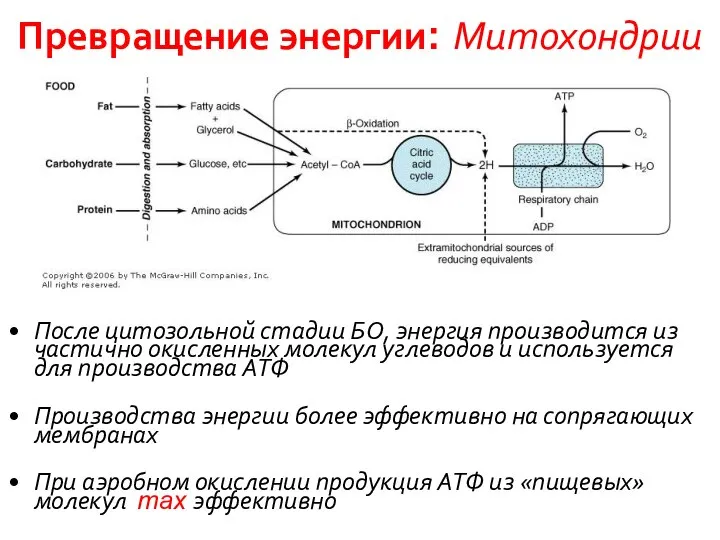 Превращение энергии: Митохондрии После цитозольной стадии БО, энергия производится из частично