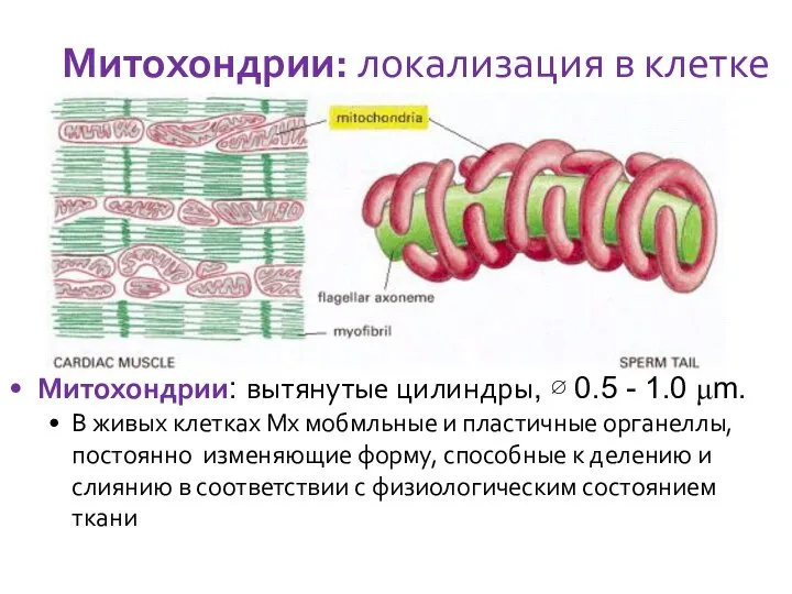 Митохондрии: локализация в клетке Митохондрии: вытянутые цилиндры, ∅ 0.5 - 1.0